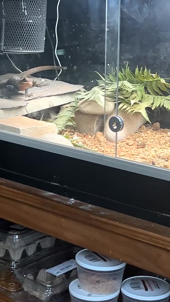 Dragon reptiles for sale: M&F Red headed Rock agama in Thornton-Cleveleys - Video 3