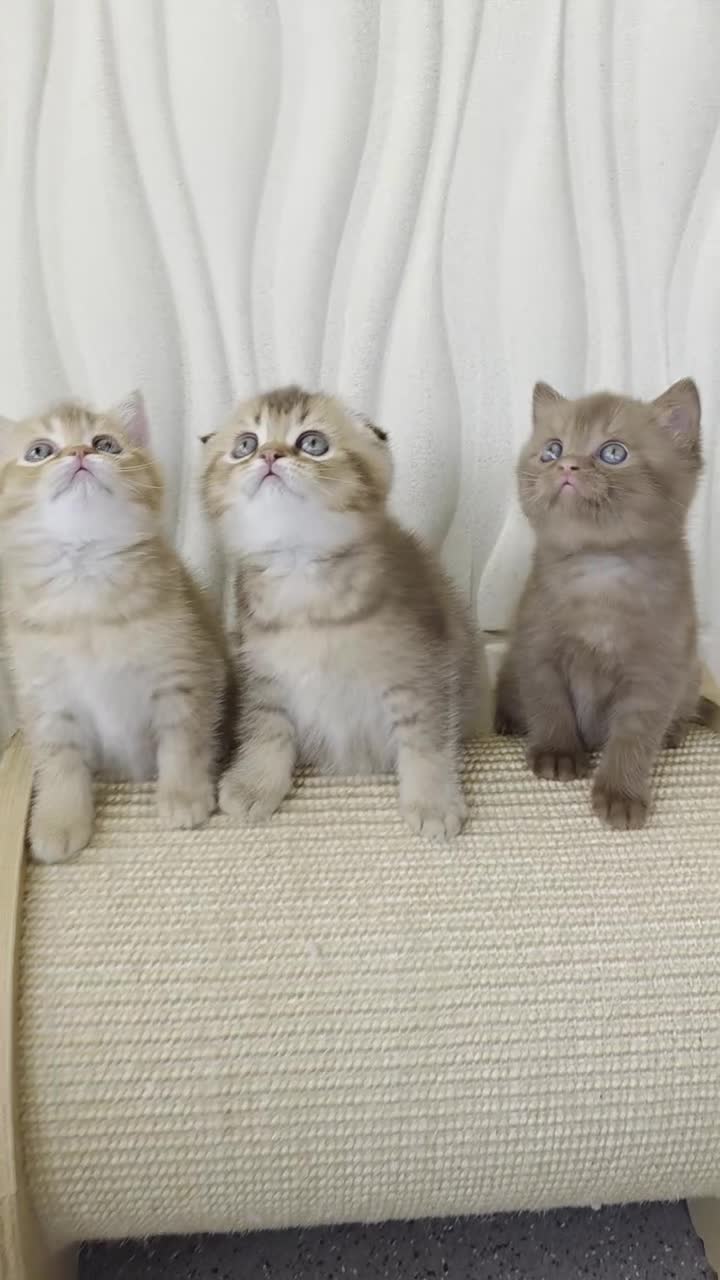 Scottish Fold cats for sale: Only one in UK - Video 1