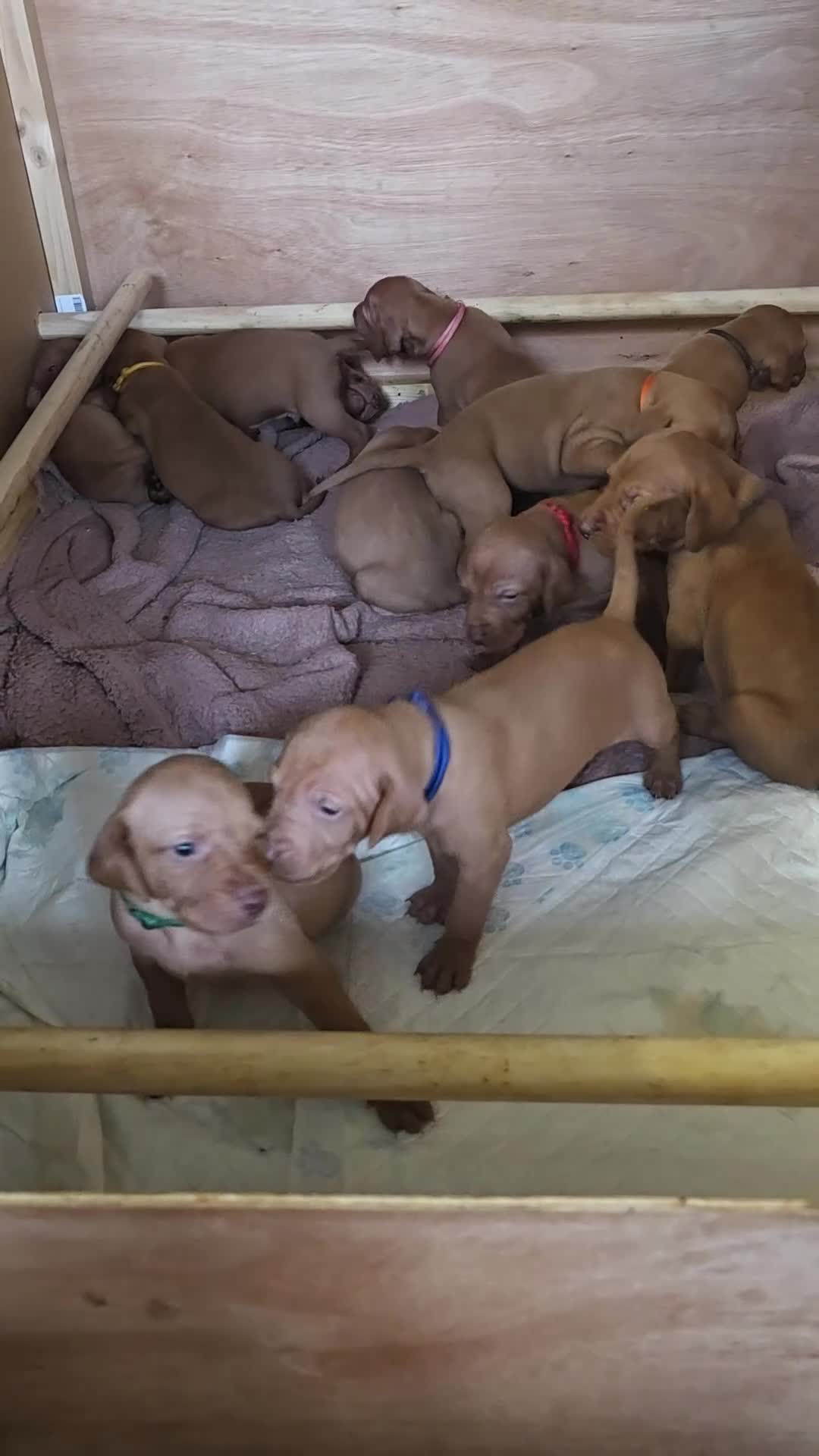 Hungarian Vizsla dogs for sale: ***Ready Now*** Hungarian Vizsla Puppies  - Video 2