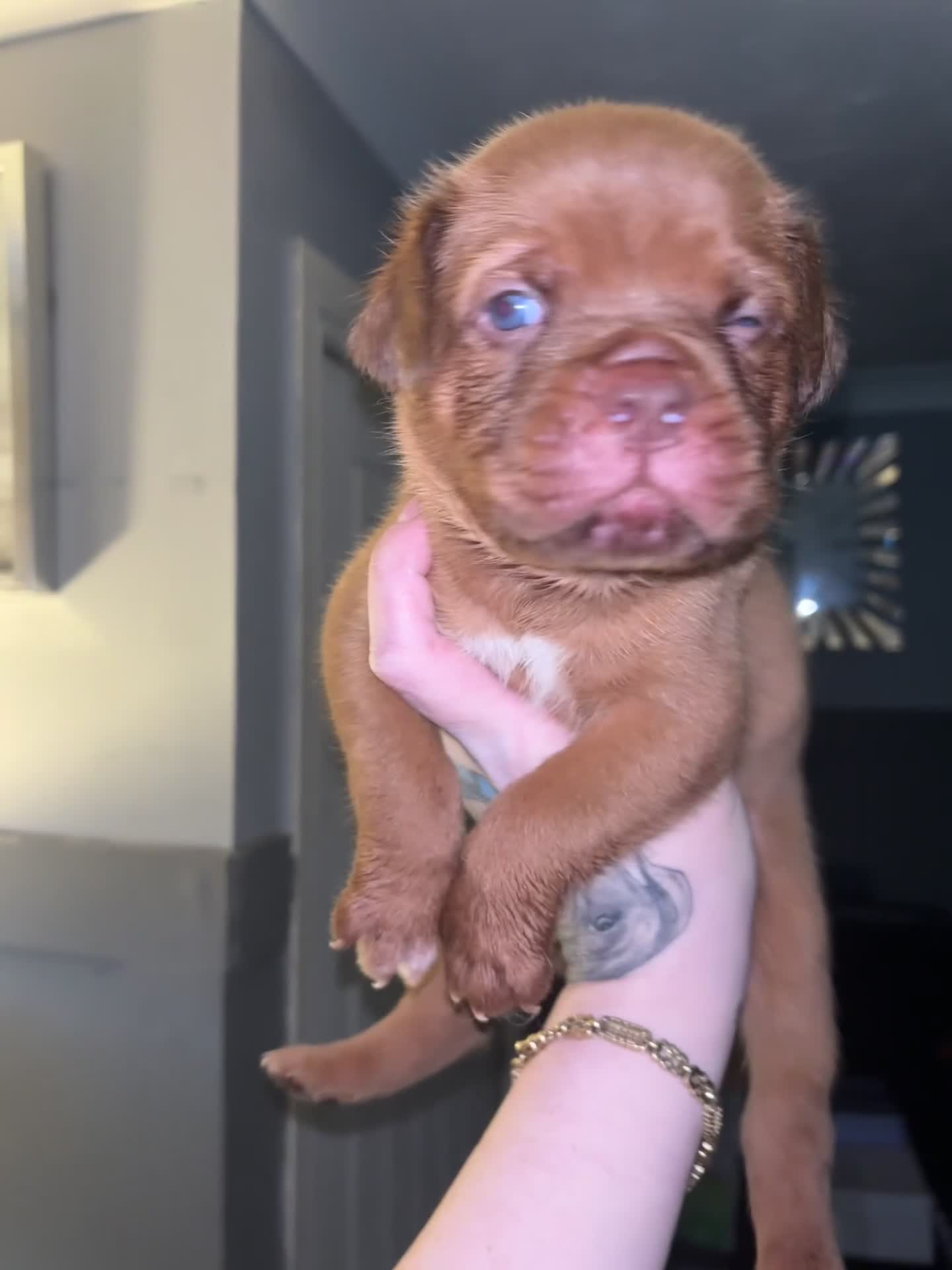 Dogue De Bordeaux dogs for sale: Quality Dogue De Bordeaux puppy’s  - Video 1