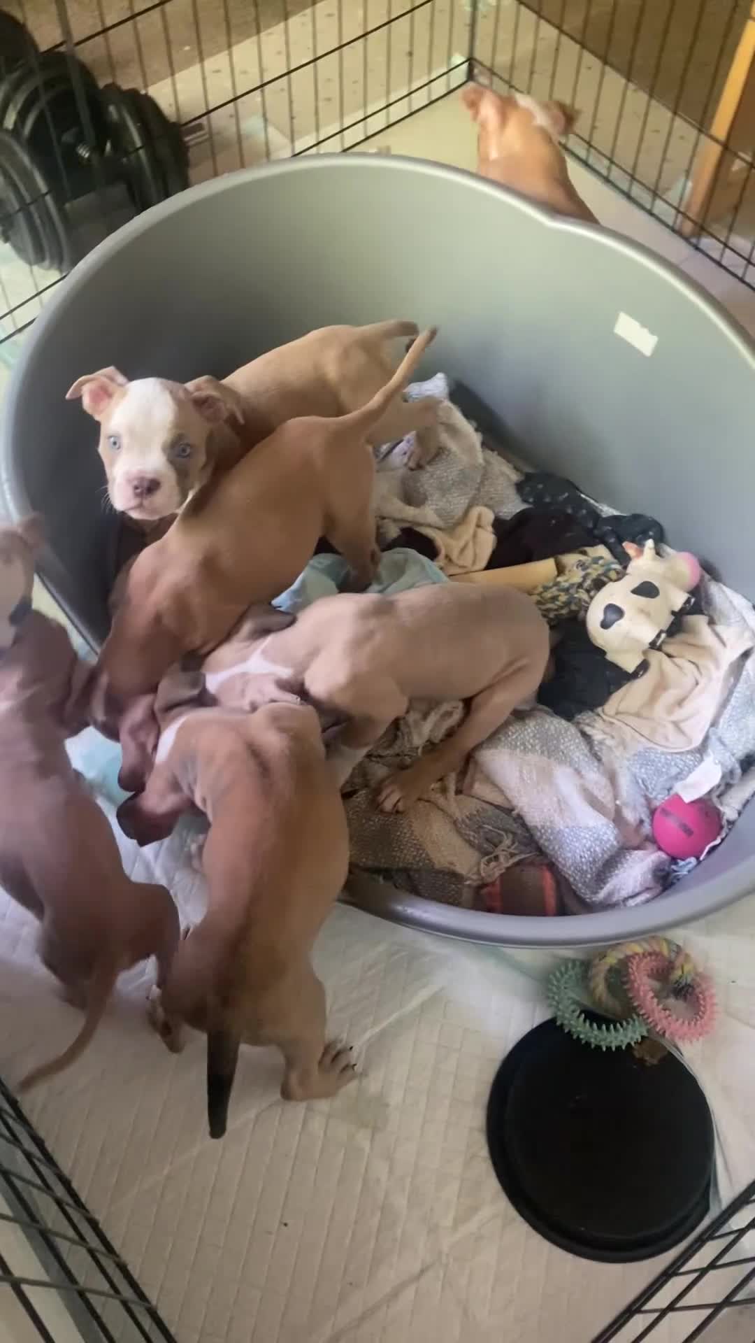 Mixed Breed dogs for sale: Family Raised Bulldog x Boxer Puppies Ready :))) in Bideford - Video 1