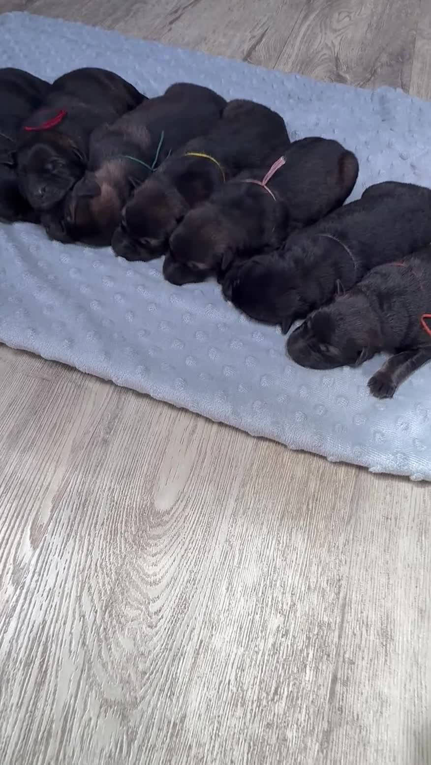 German Shepherd dogs for sale: 🏆 ELITE KC REG CZECH WORKING LINE GSD PUPPIES 🏆 - Video 1