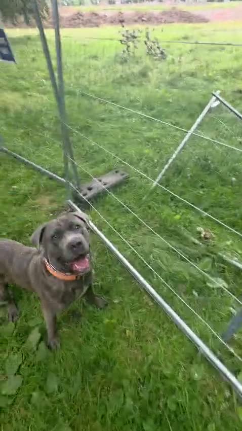 Cane Corso dogs for sale: Exceptional 88% Cane Corso / 12% Malinois Puppies in Preston - Video 1