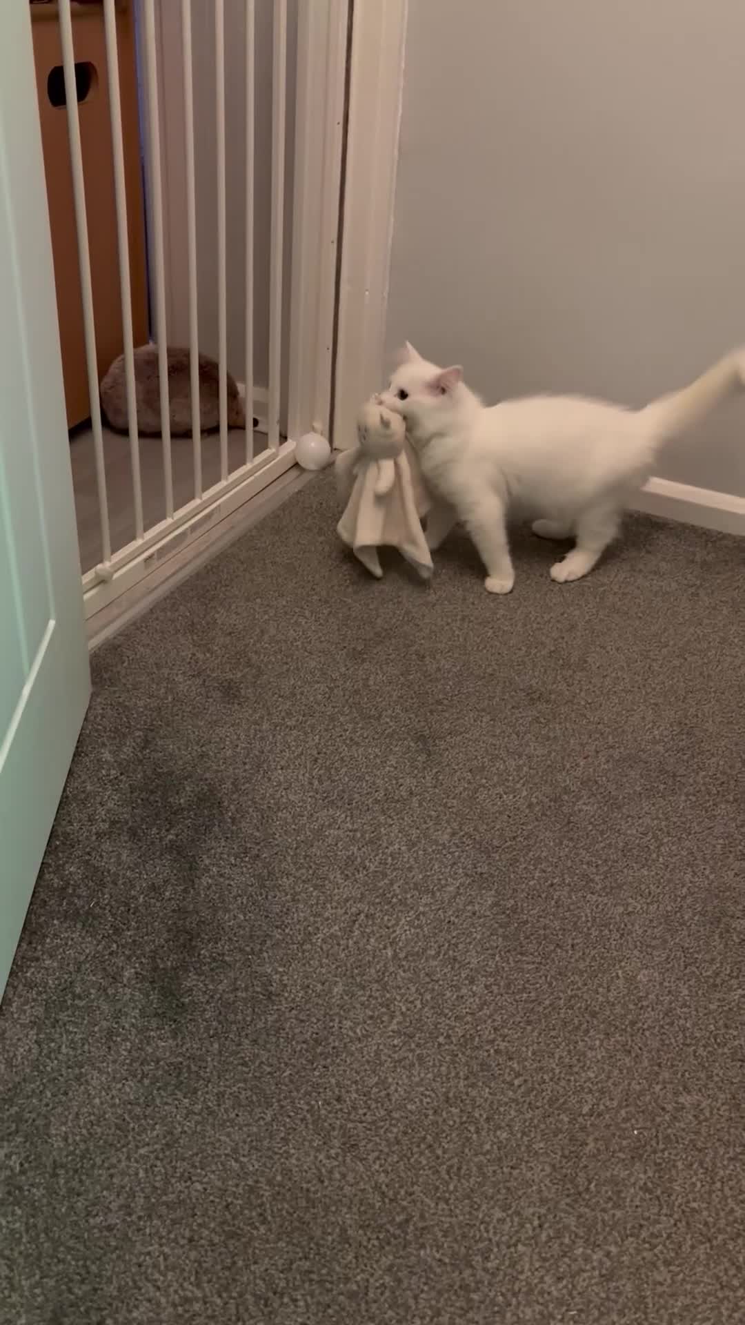 Ragdoll cats for sale: Ragdoll x male - Video 1