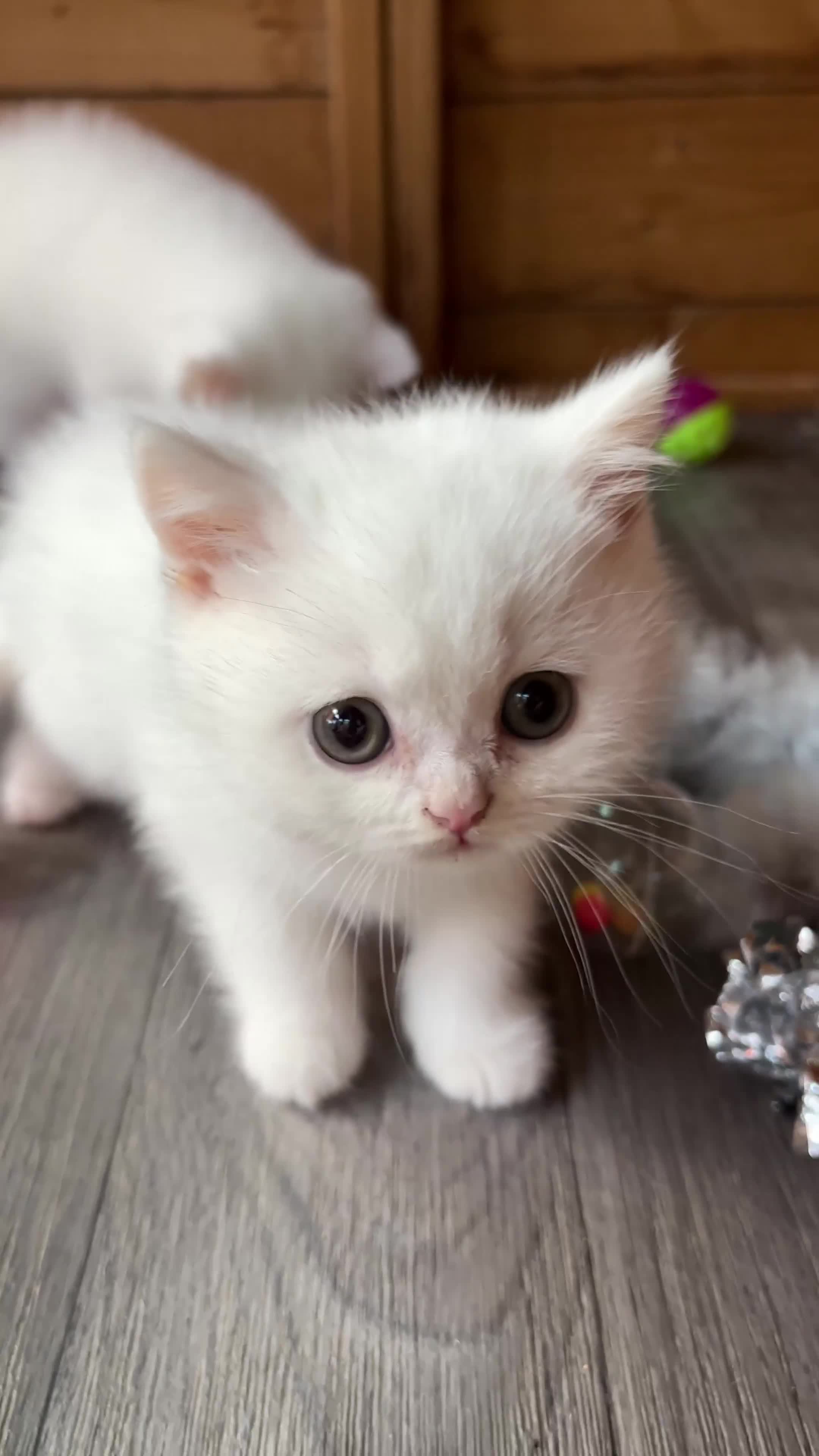 British Shorthair cats for sale: British Shorthair kittens - Video 1