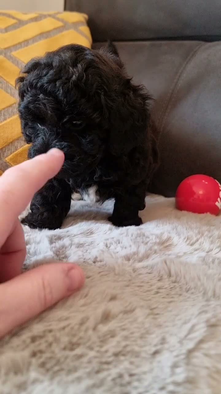 Shihpoo dogs for sale: Gorgeous Little Shihpoo Pups sold Fully Vaccinated - Video 5