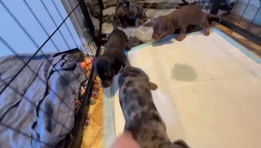 Dachshund dogs for sale: Beautiful Miniature Dachshund Puppies - Video 1