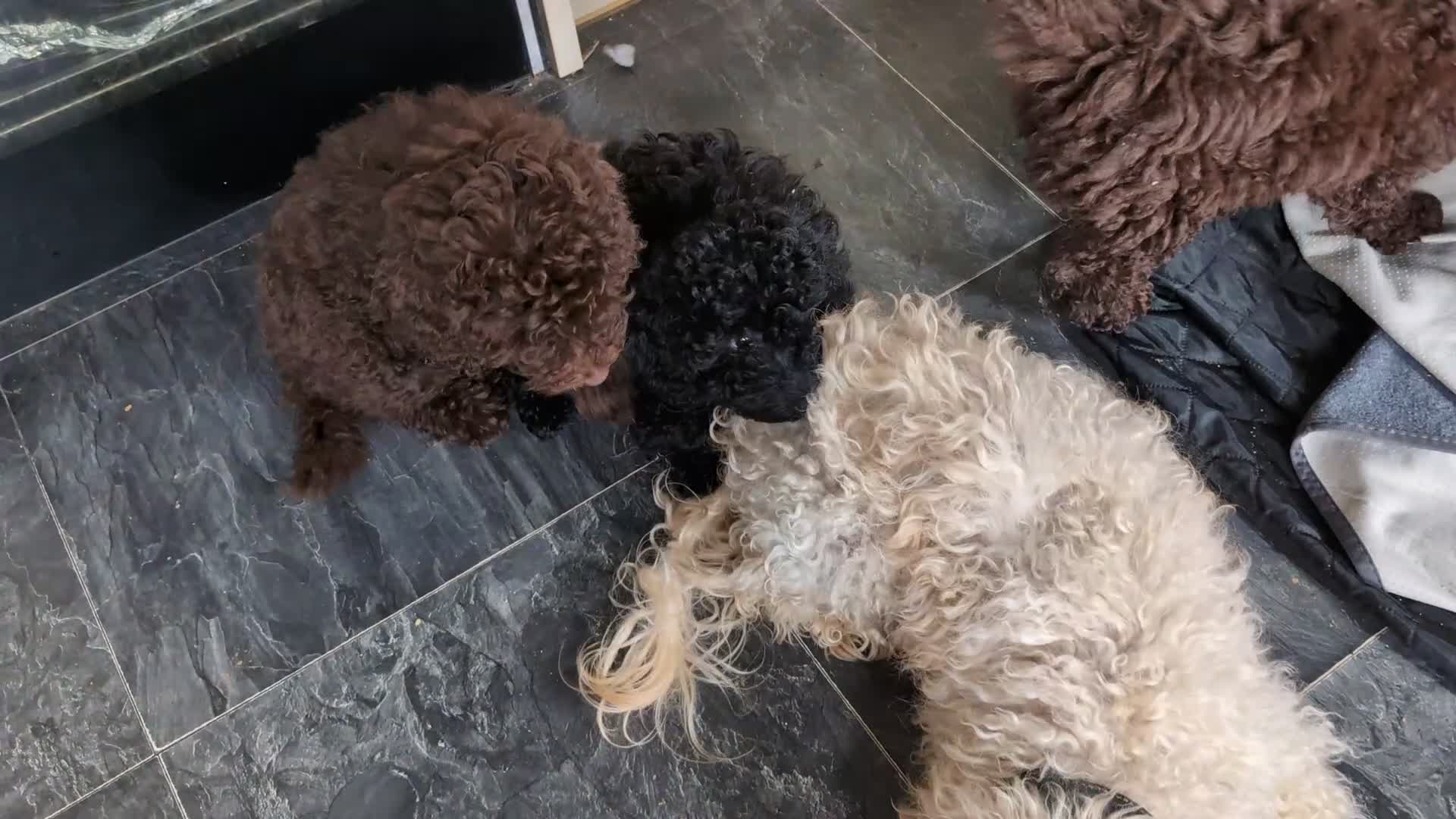 Labradoodle dogs for sale: 🐾Quality F1BB Fluffy Mini Labradoodle Pups🐾  - Video 1