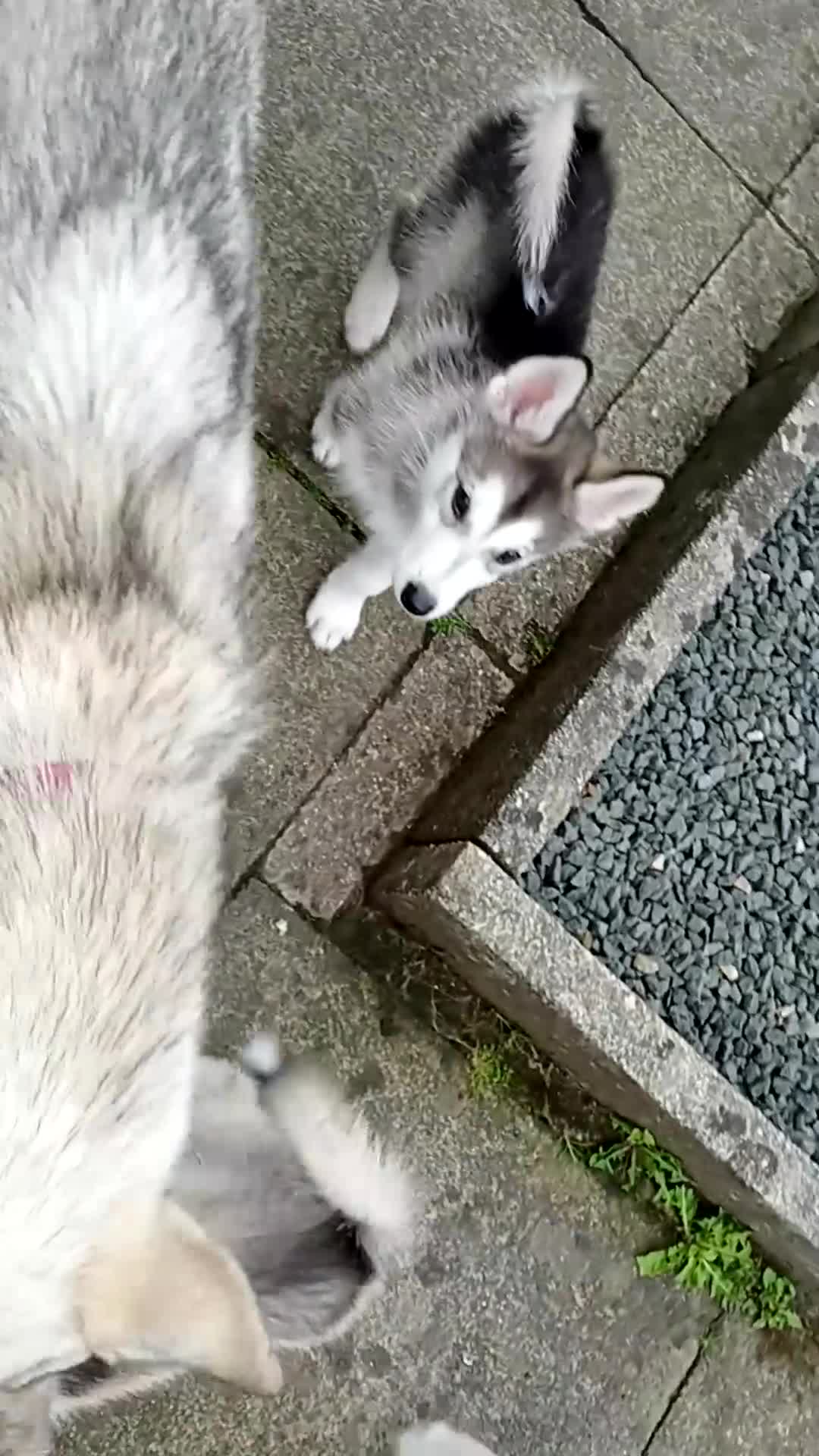 Siberian Husky dogs for sale: Stunning Siberian Husky puppies for sale - Video 2