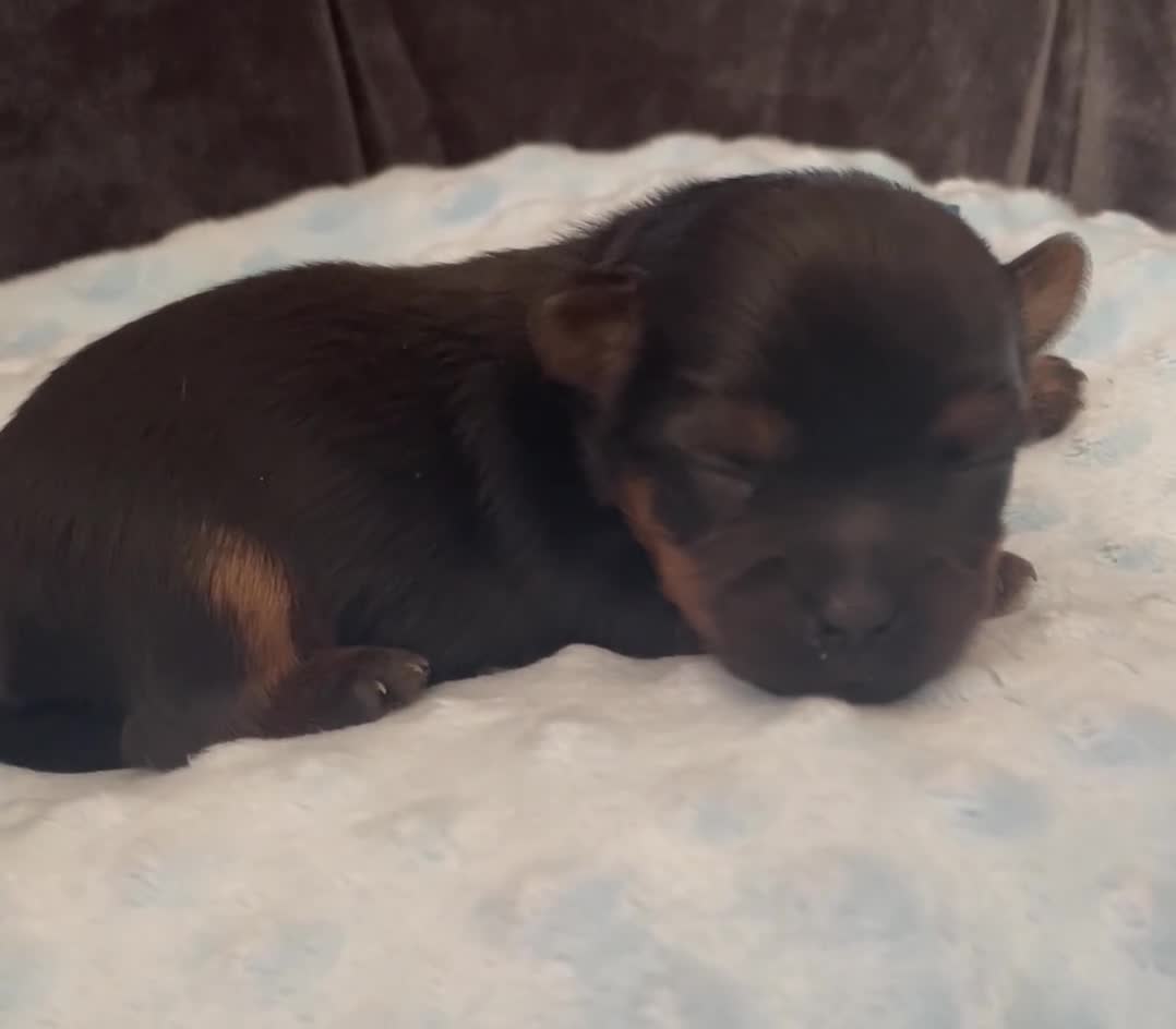 Mixed Breed dogs for sale: Adorable Yorkshire/Biewer Terriers - Video 2