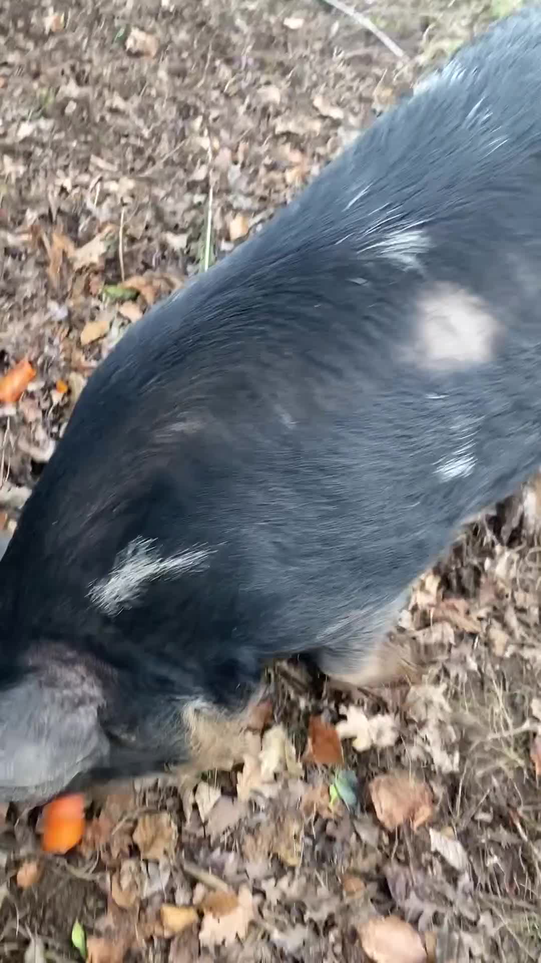 Pig livestock for sale: Pure bred kune kune sow  - Video 1