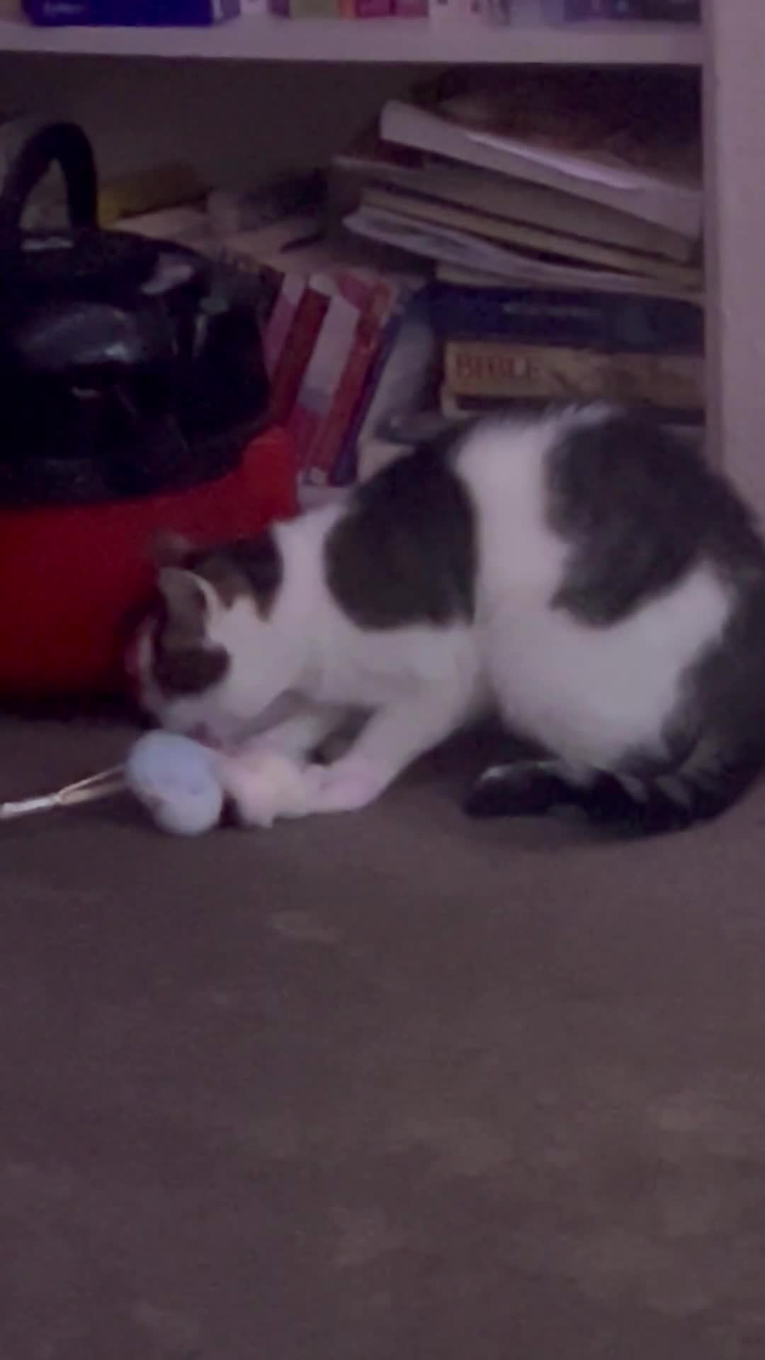 British Longhair cats for sale: Looking for a new home  - Video 2