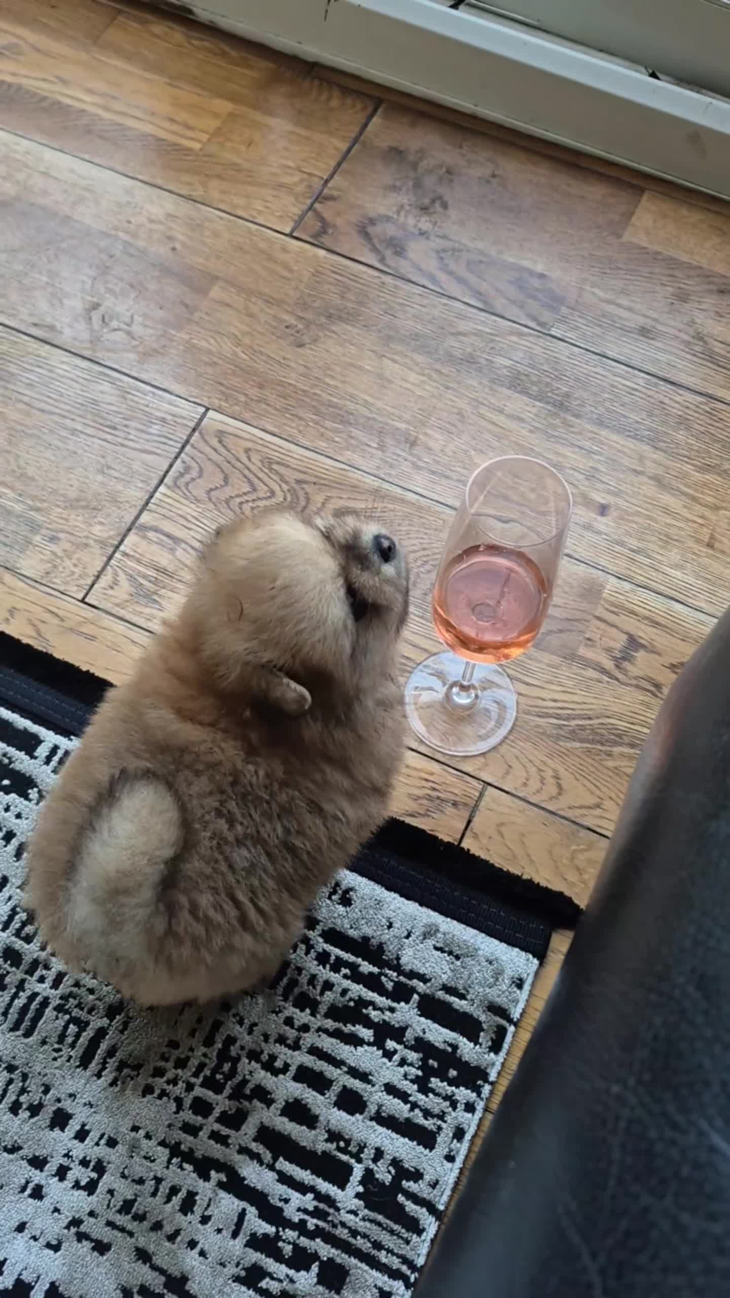 Pomeranian dogs for sale: Vito Pomleone  - Video 4