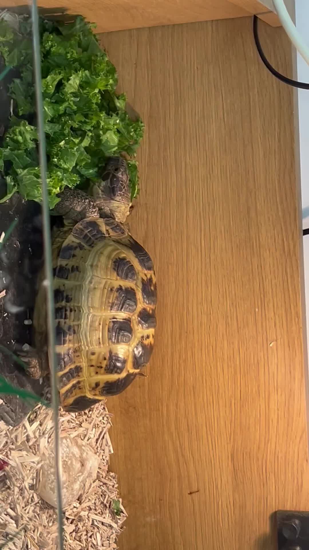 Tortoise reptiles for sale: Tortoise horsfield  - Video 1