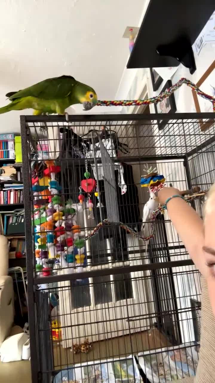 Cockatiels birds for sale: Beautiful Cockatiel for sale - Video 3