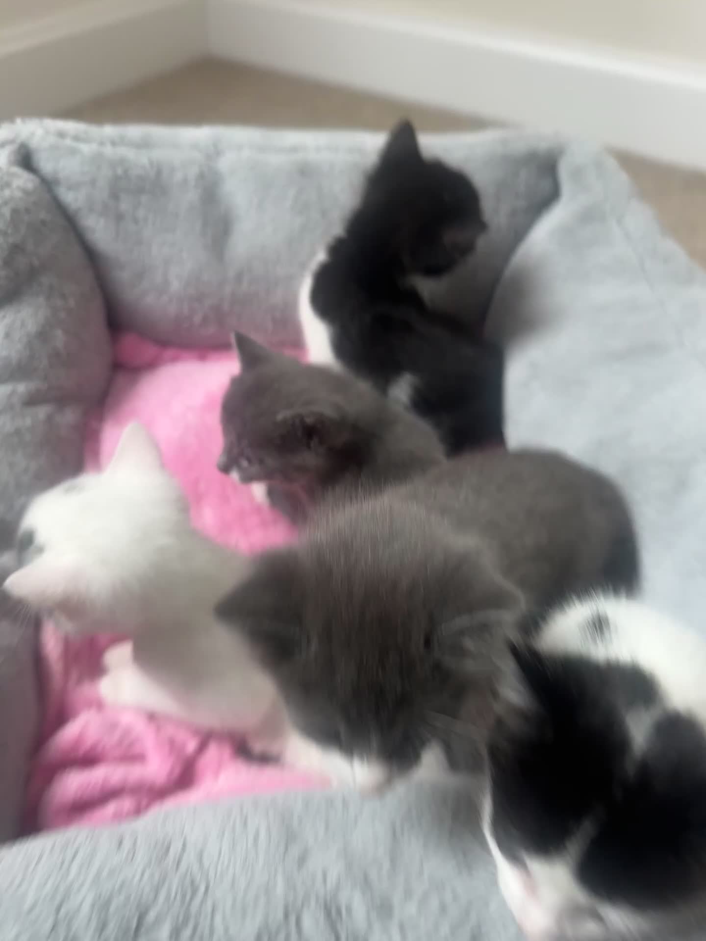Mixed Breed cats for sale: Very cute babies  in Bedford - Video 3