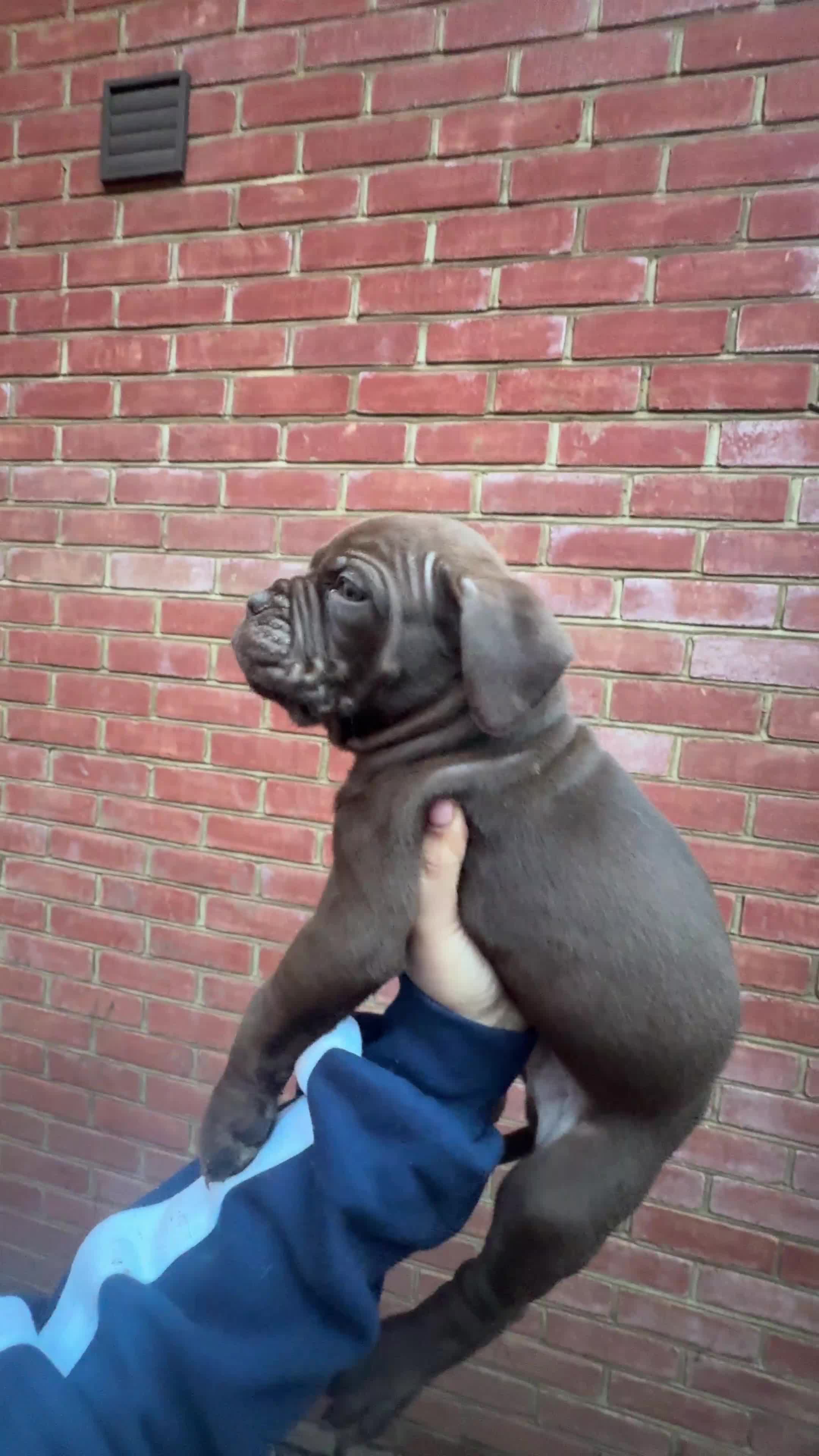 Mixed Breed dogs for sale: Puppies for Sale!! - Video 2