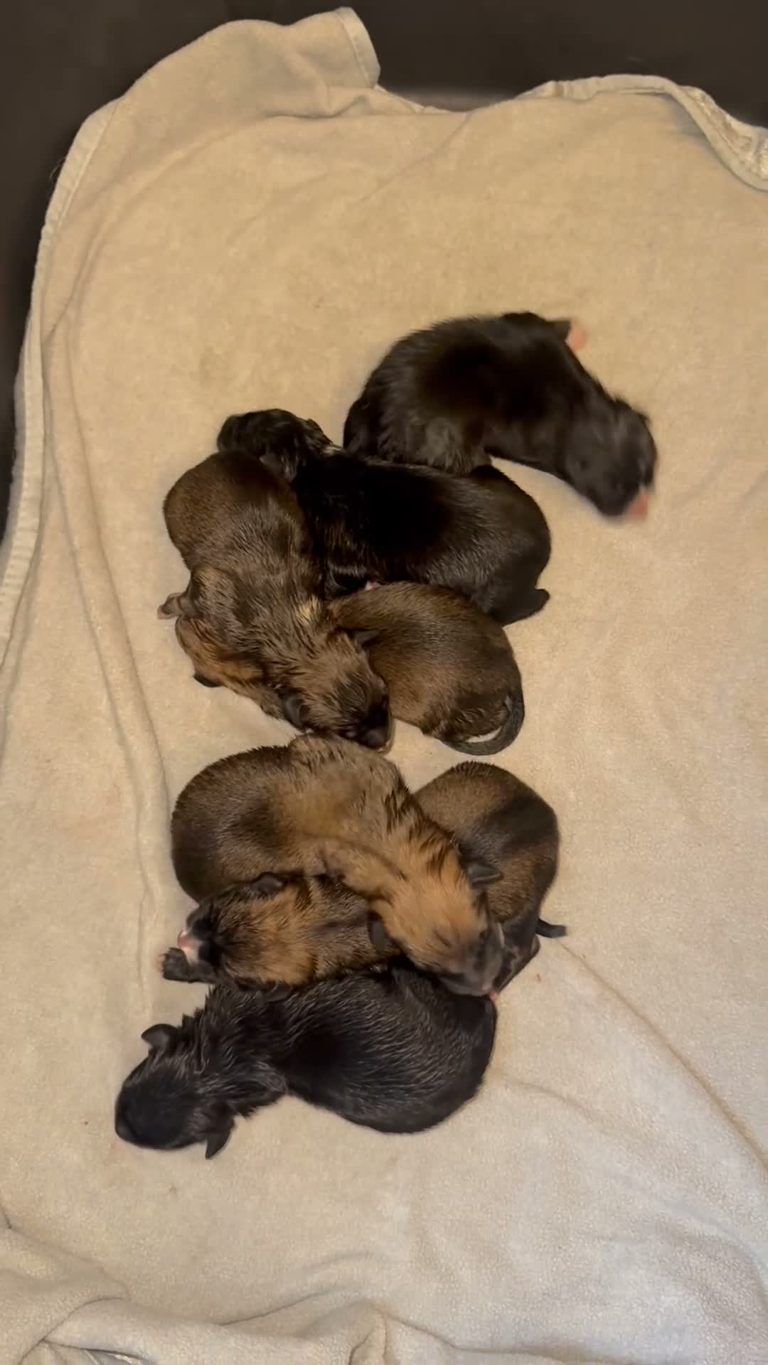 Mixed Breed dogs for sale: Belgium Mally x border colly  in Darlington - Video 1