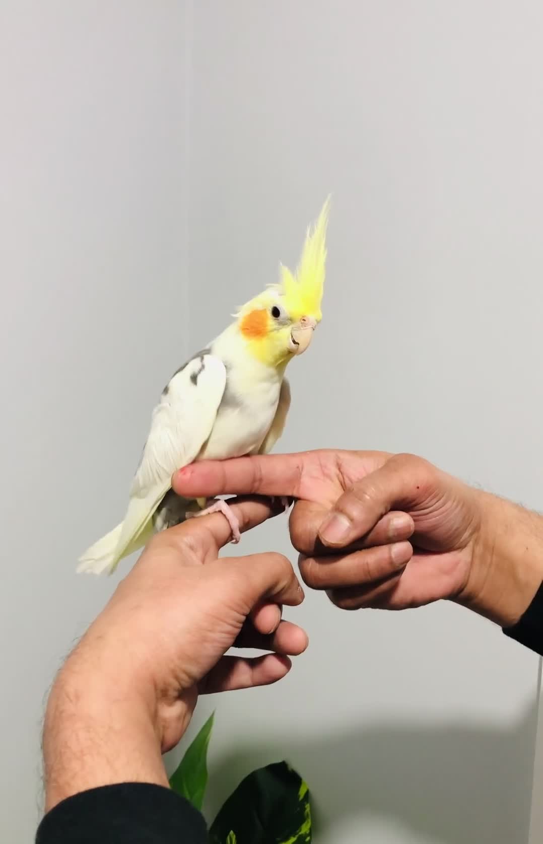 Cockatiels birds for sale: Beautiful hand tamed cockatiel for sale. - Video 2