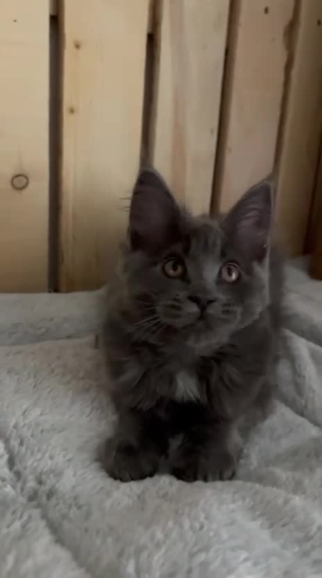Maine Coon cats for sale: Maine coon last blue girl available 💜 - Video 1