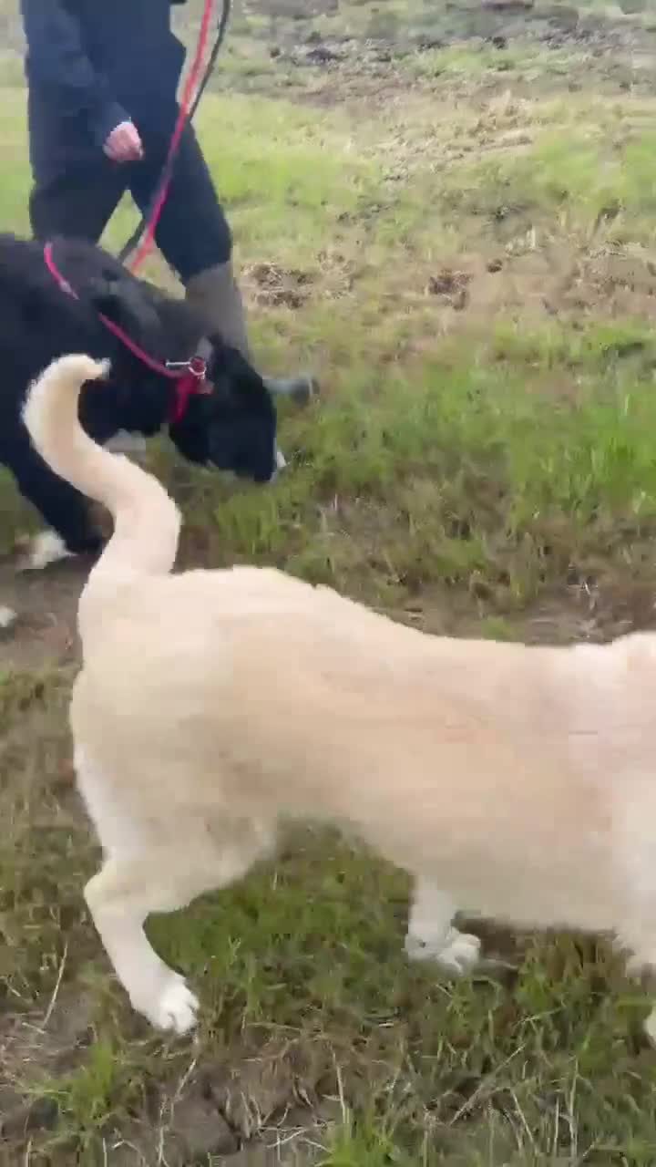 Mixed Breed dogs for adoption: Hermes 🐾  - Video 2