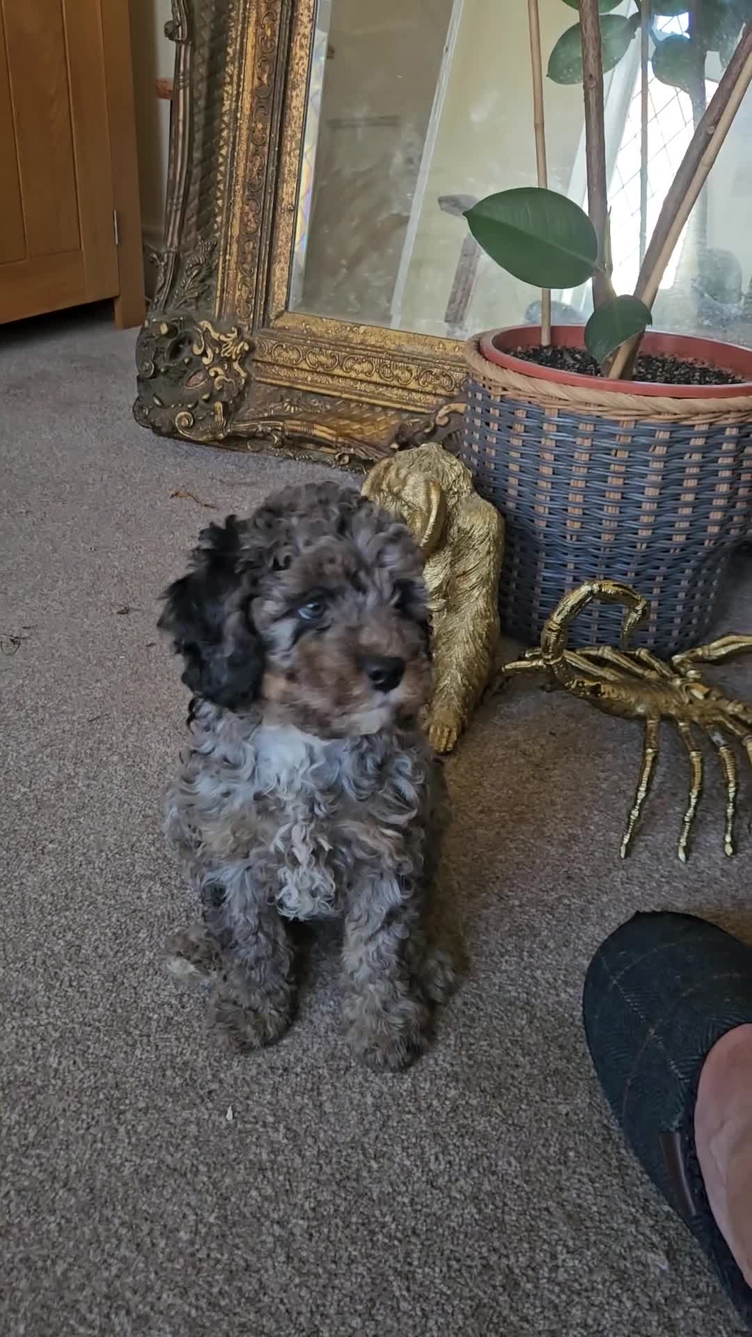 Cavapoo dogs for sale: READYnow. Cavapoos puppies - Video 1
