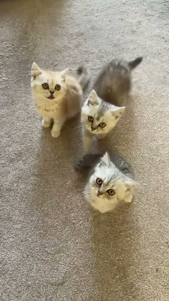 Mixed Breed cats for sale: Biscouf  - Video 3