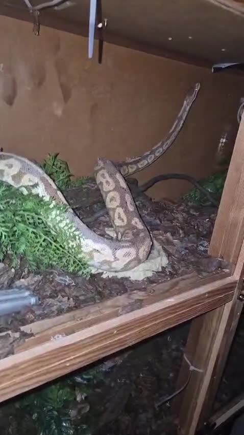 Python Snake reptiles for sale: Het banana pied  - Video 1