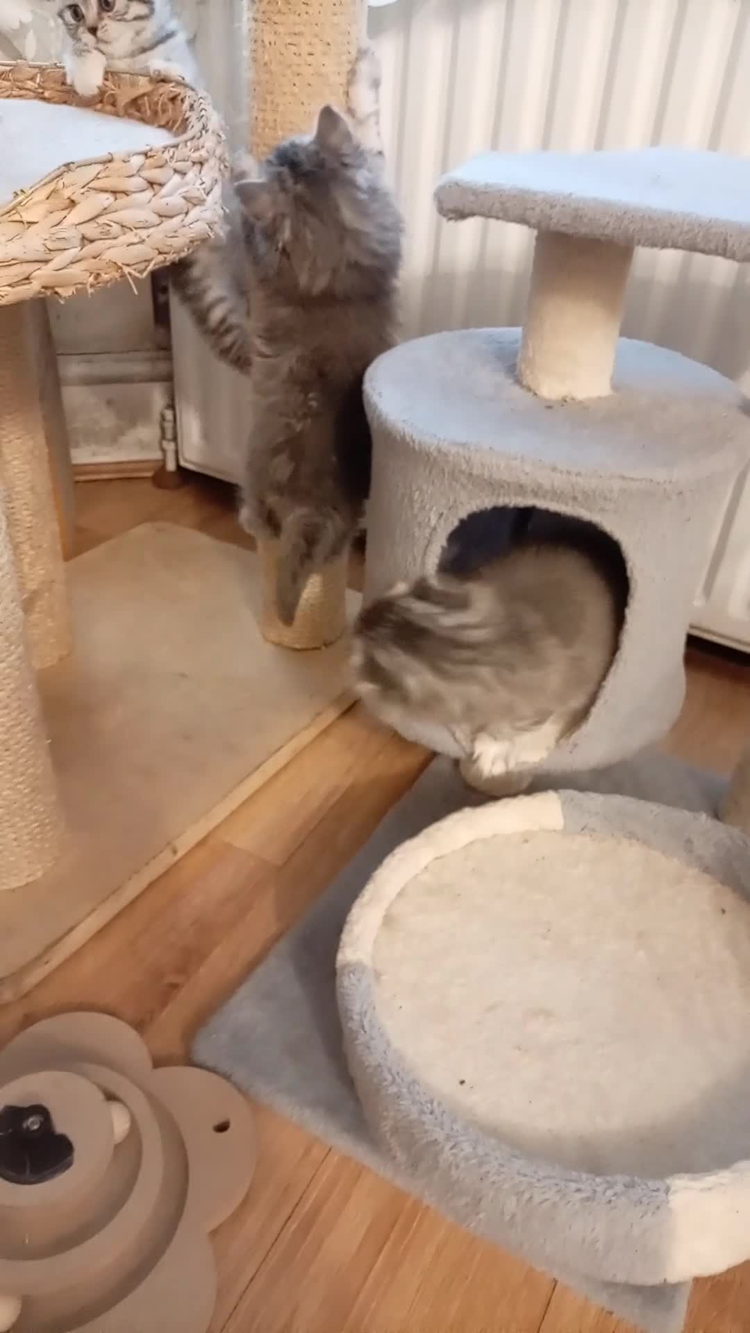 Mixed Breed cats for sale: British shorter/scotish  in Romford - Video 1