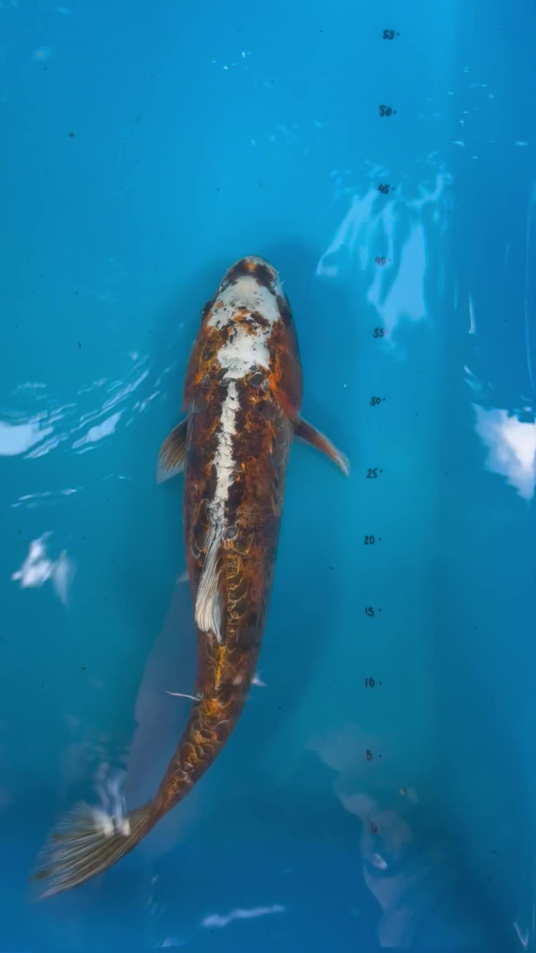 Koi Carp fish for sale: 4 Year Old Male Metallic Koi in Pontypool - Video 1