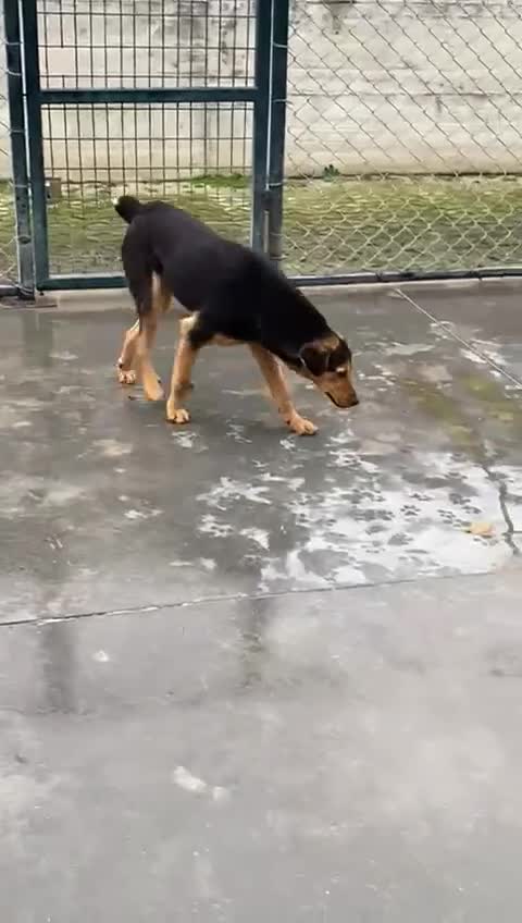 Mixed Breed dogs for adoption: Murphy, 1-2 yrs old. Available for adoption. - Video 2