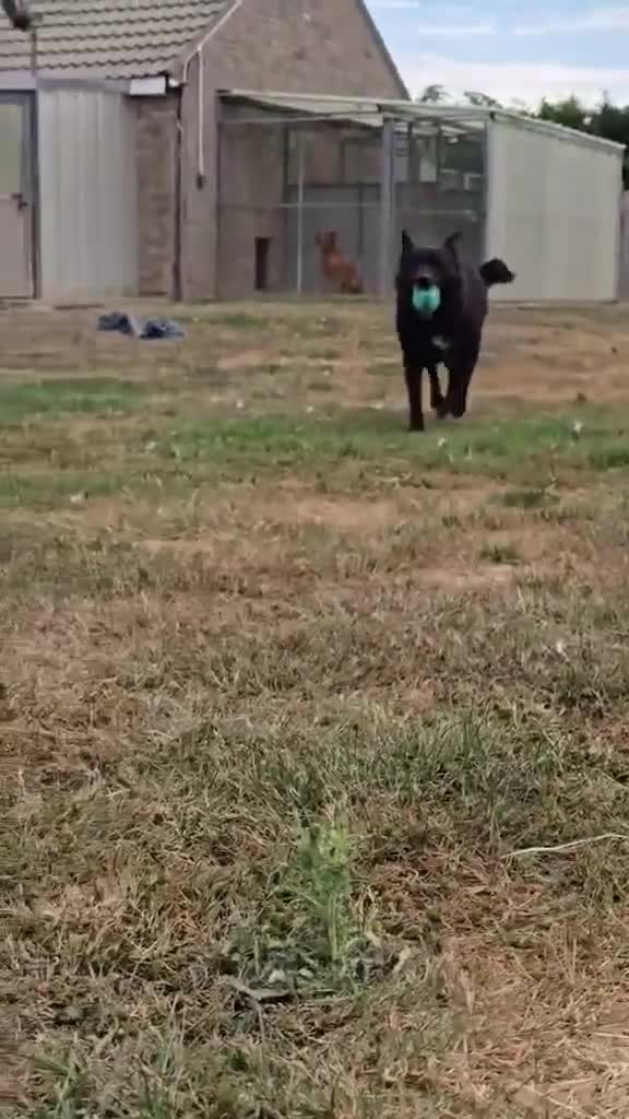 Mixed Breed dogs for adoption: Jasmine - loving human wanted  - Video 1