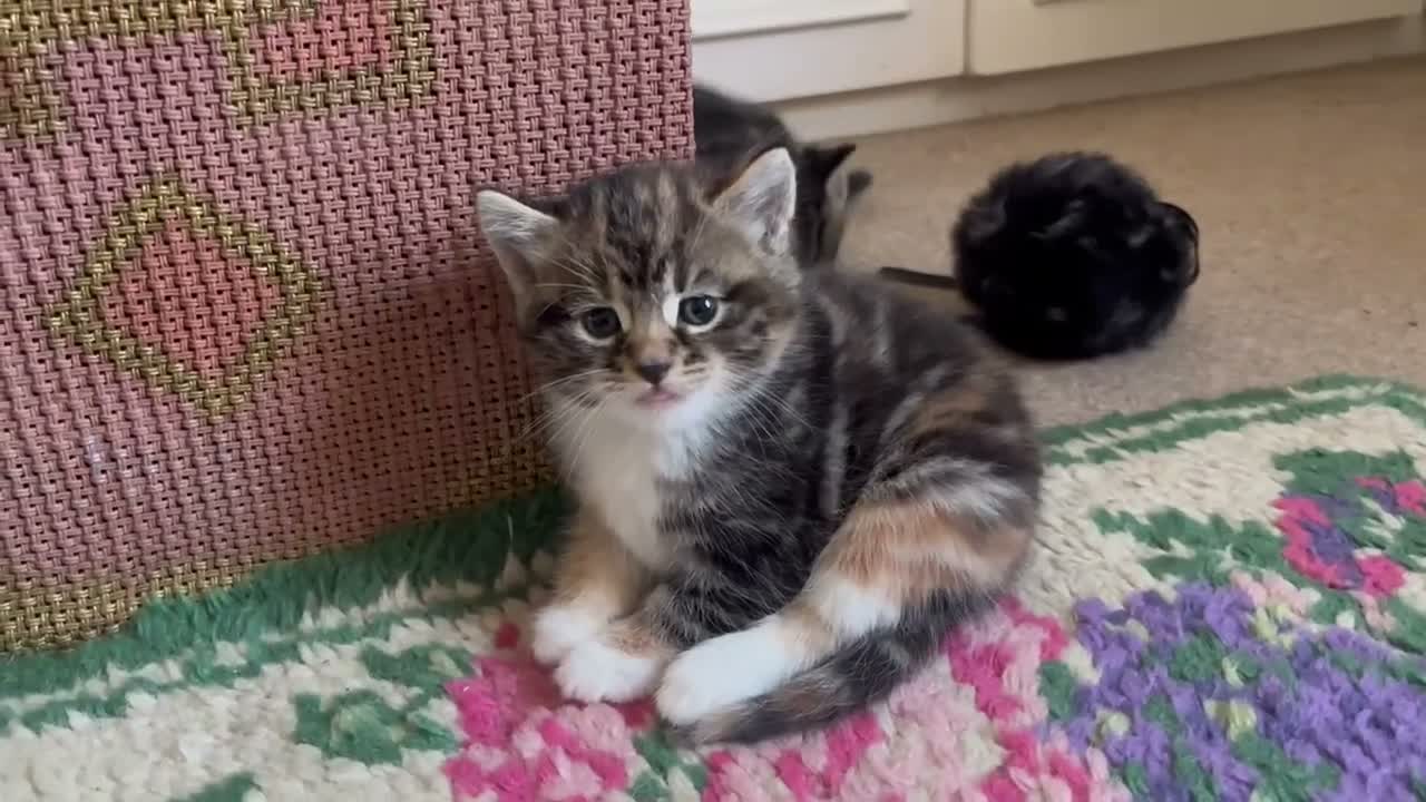 Mixed Breed cats for sale: Beautiful tabby kittens - Video 5