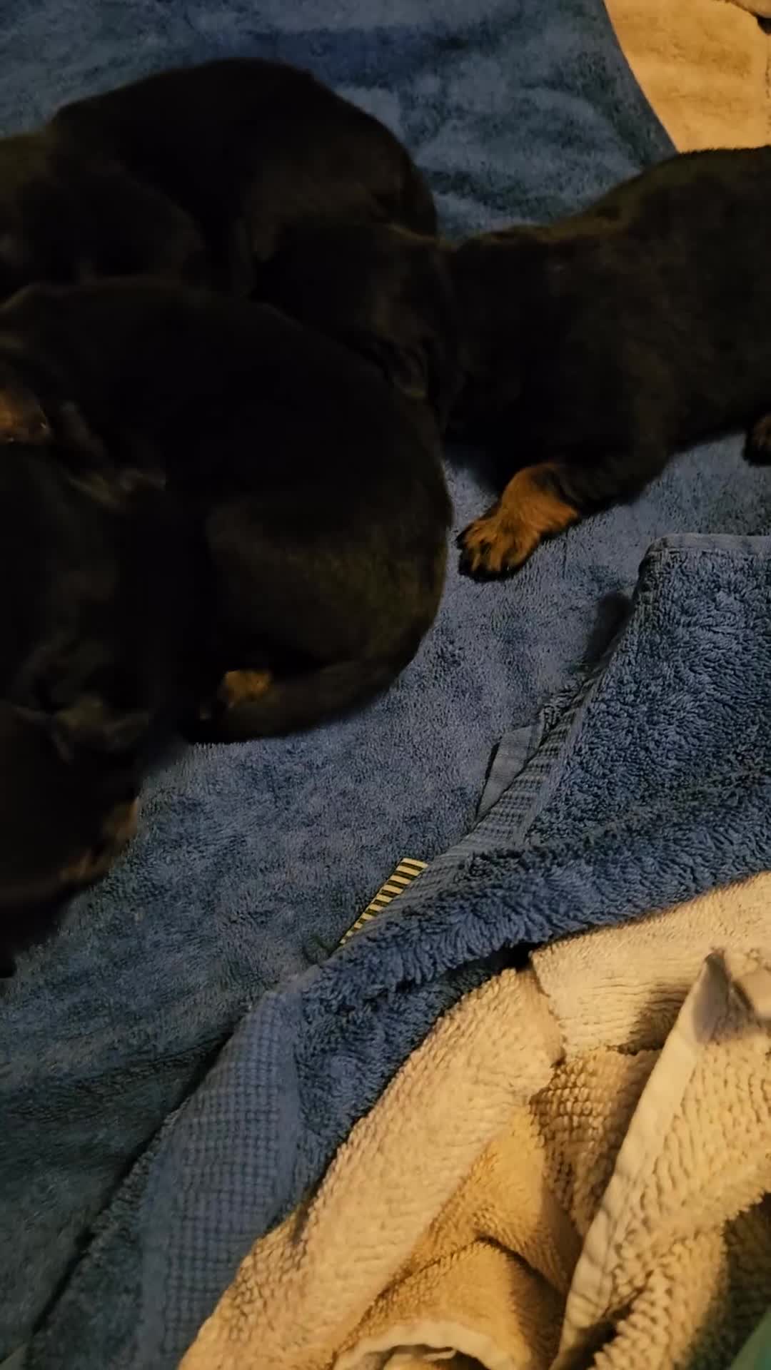 Rottweiler dogs for sale: Rottweiler puppies  - Video 1