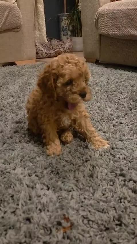 Cavapoo dogs for sale: 🌟 Rare Tiny Toy Cavapoo's F1B 🌟ready next week  - Video 4