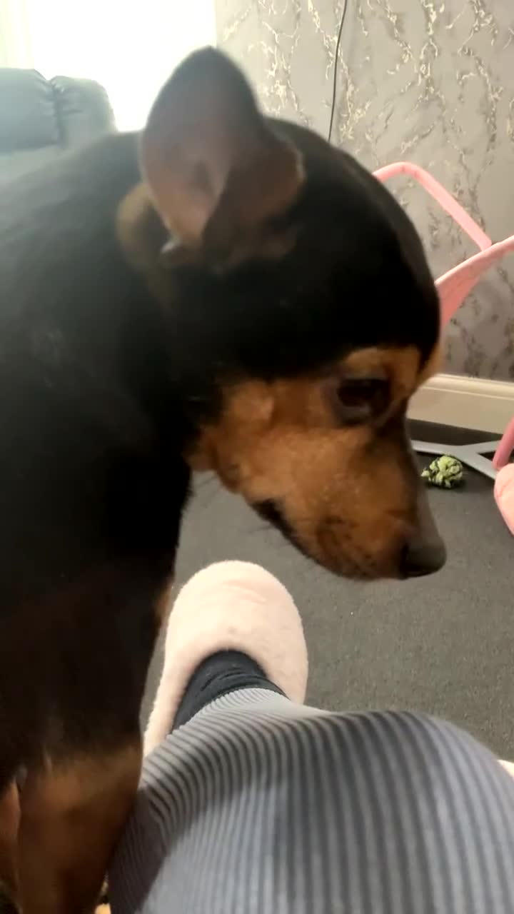 Mixed Breed dogs for sale: Jack russle cross chihuahua  - Video 1