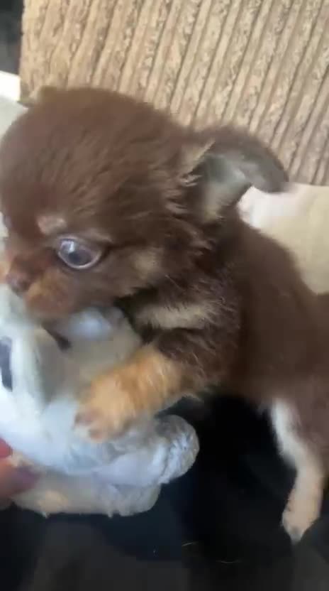 Chihuahua dogs for sale: Chihuahua puppies Russian ancesry with apple head  - Video 2