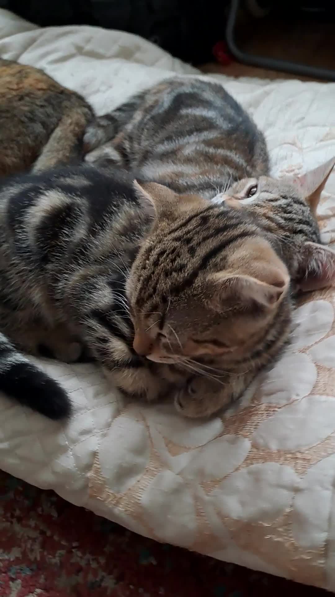 Scottish Fold cats for sale: Beautiful kittens ready for forever loving homes  - Video 3