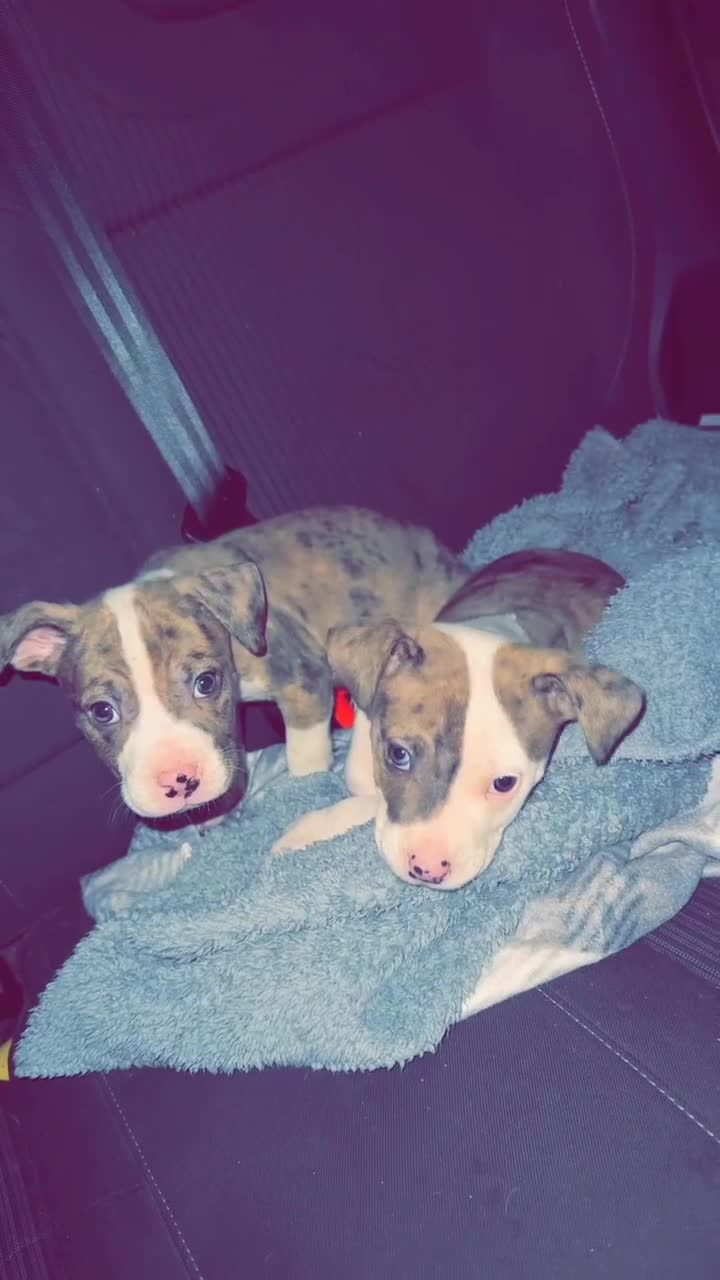 American Bulldog dogs for sale: American bulldog pups for sale  - Video 2