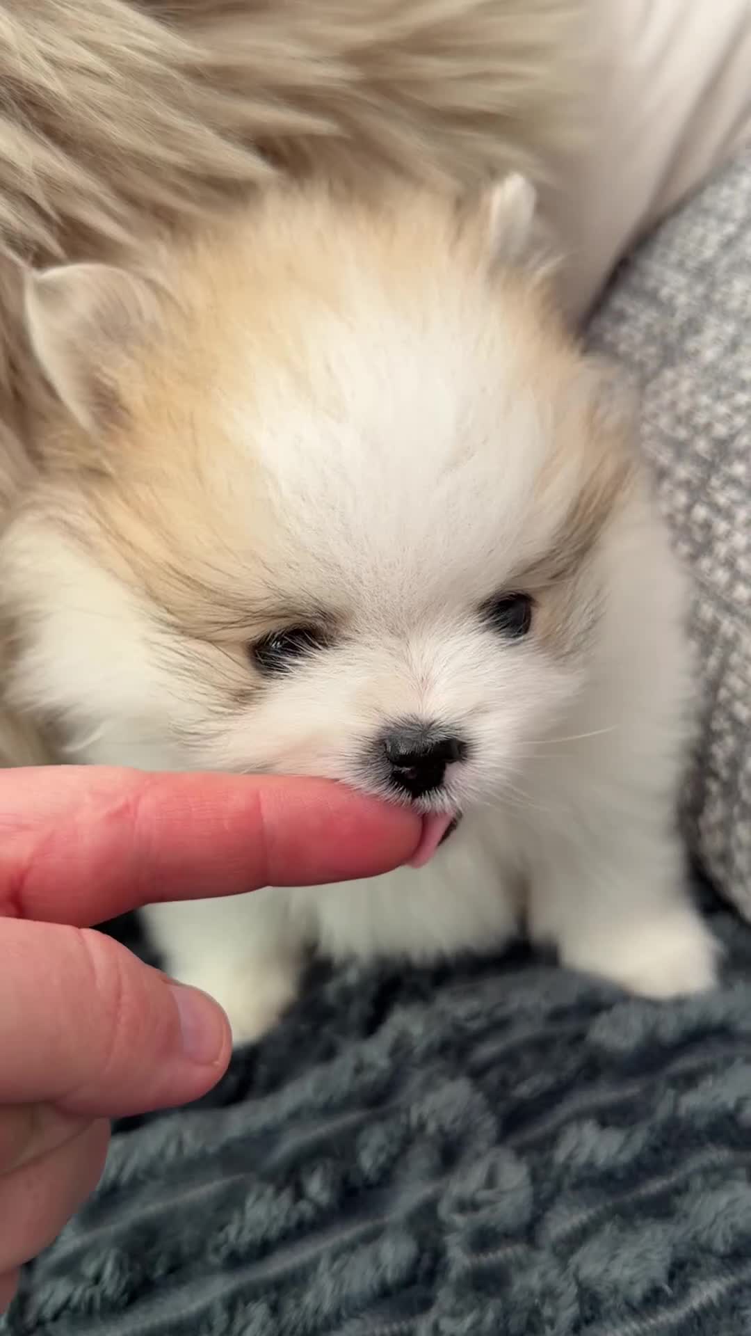 Pomeranian dogs for sale: Male Pomeranian for sale teddy bears  **  in Boston - Video 1