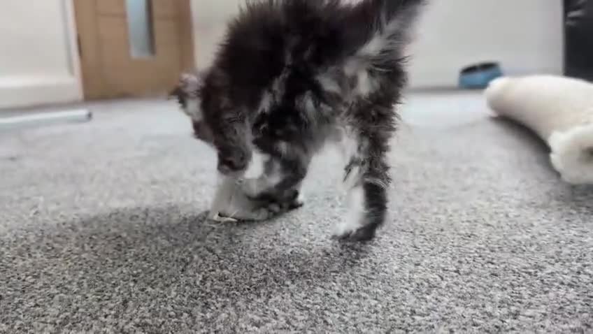 Maine Coon cats for sale: Maine coon kittens  - Video 2