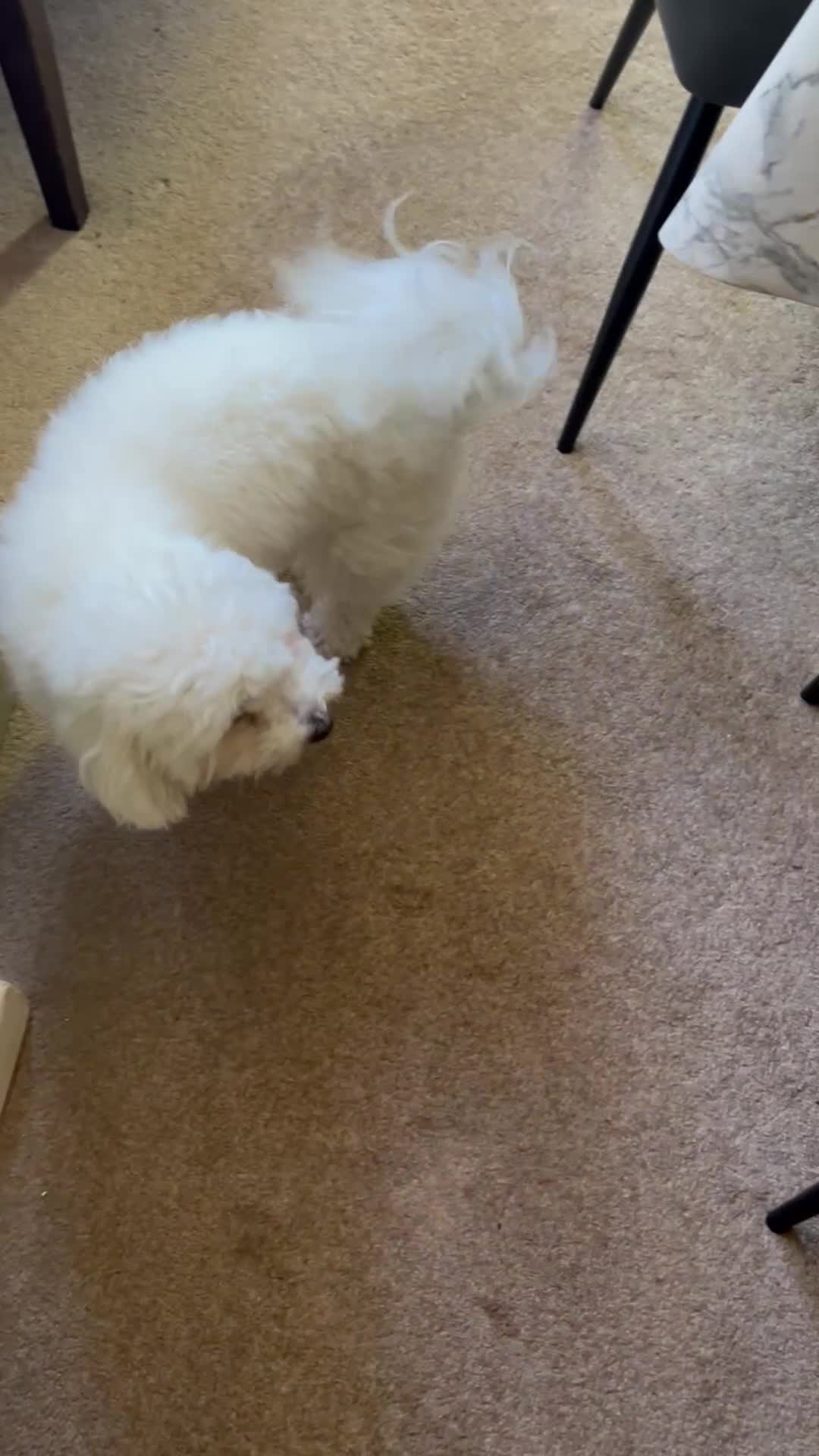 Maltese dogs for sale: Lovely Maltese Dog Looking for a Loving Home in Stevenage - Video 2