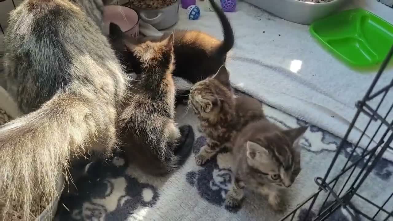 Mixed Breed cats for sale: 5 kittens available 17th October  - Video 1