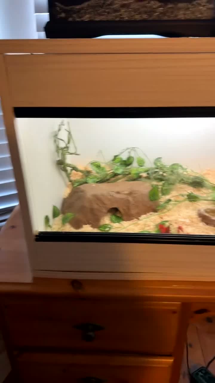 Corn Snake reptiles for sale: Corn snake  - Video 1