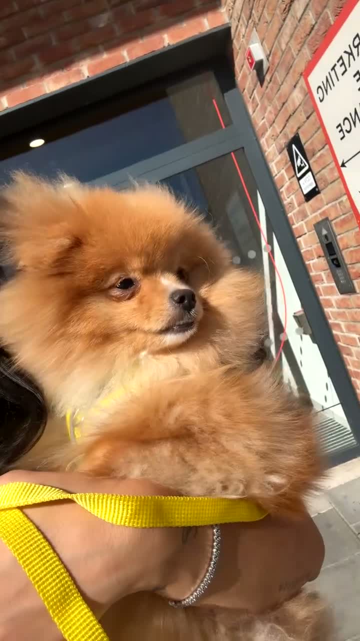 Pomeranian dogs for sale: Beautiful Pomeranian Girl Bambi - Video 1