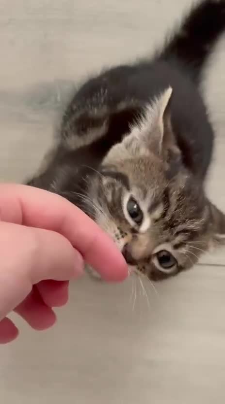 Mixed Breed cats for sale: Ch417dp  - Video 1