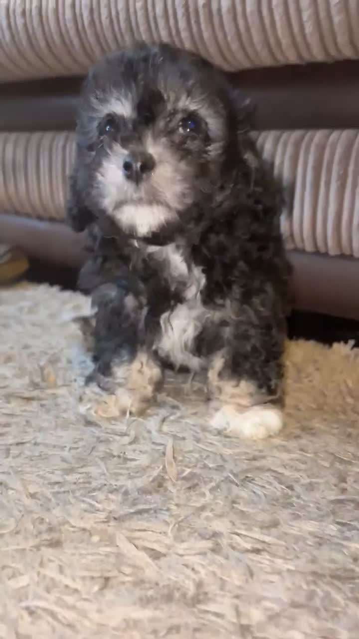 Mixed Breed dogs for sale: Stunning Chinese Crested X Shih Tzu - Video 3