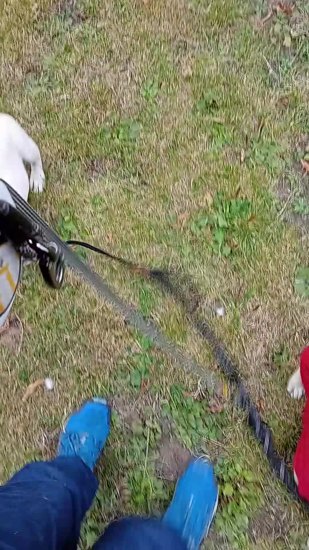 French Bulldog dogs for sale: pedigree French Bulldog pups - Video 2