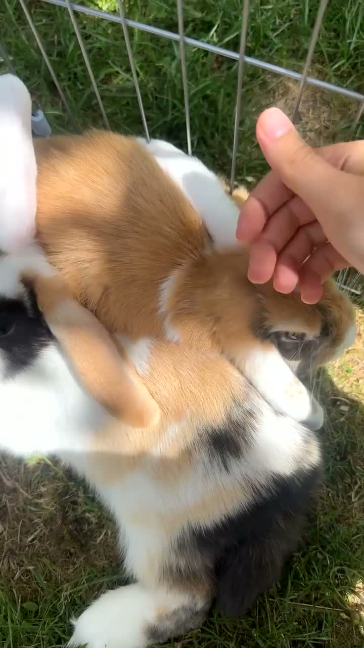 Mini Lop rabbits for sale: Two female Mini Lops in Birmingham - Video 2