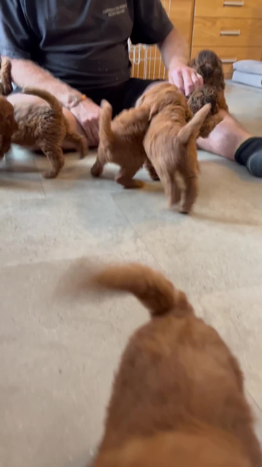 Cockapoo dogs for sale: F2B Red Cockapoos **BOTH PARENTS DNA CLEAR** - Video 1